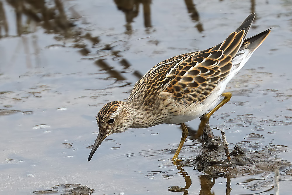 pectoral sandpiper